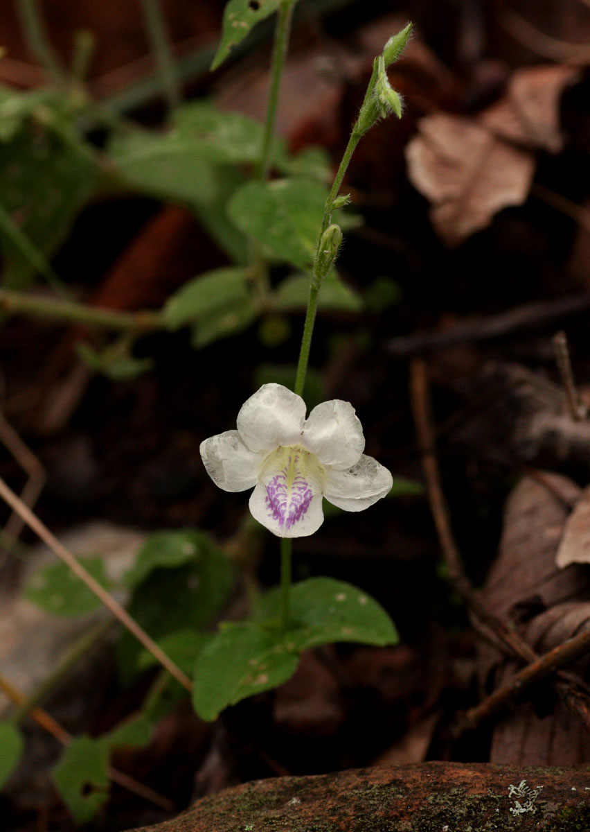 Asystasia intrusa
