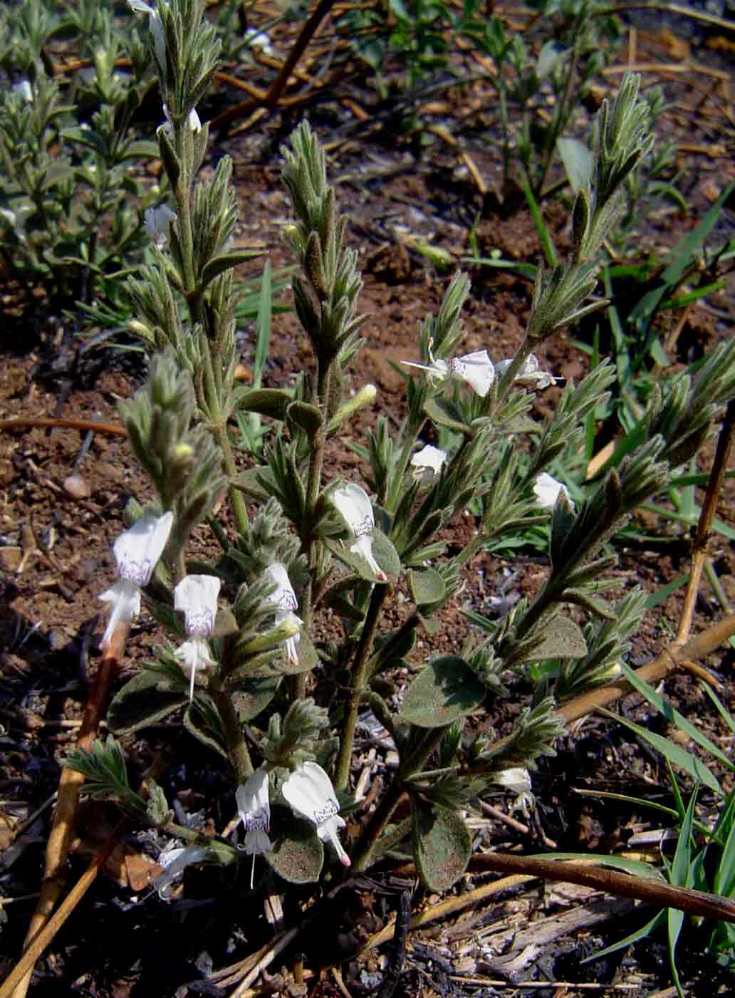 Hypoestes forskaolii subsp. forskaolii Hypoestes forskaolii subsp. forskaolii