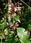 Hypoestes forskaolii subsp. forskaolii
