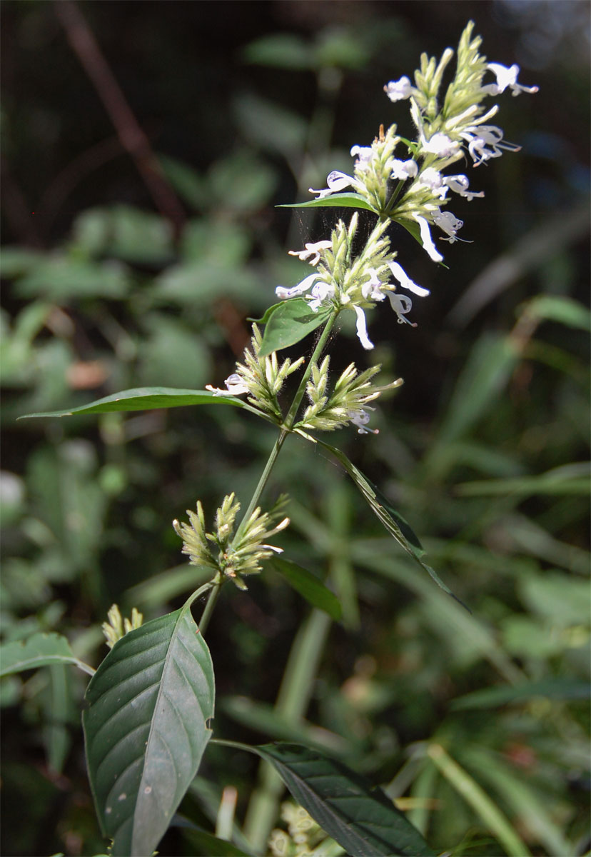 Hypoestes forskaolii subsp. forskaolii Hypoestes forskaolii subsp. forskaolii
