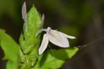 Ecbolium clarkei var. puberulum