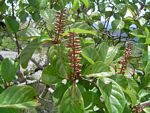 Hymenodictyon floribundum