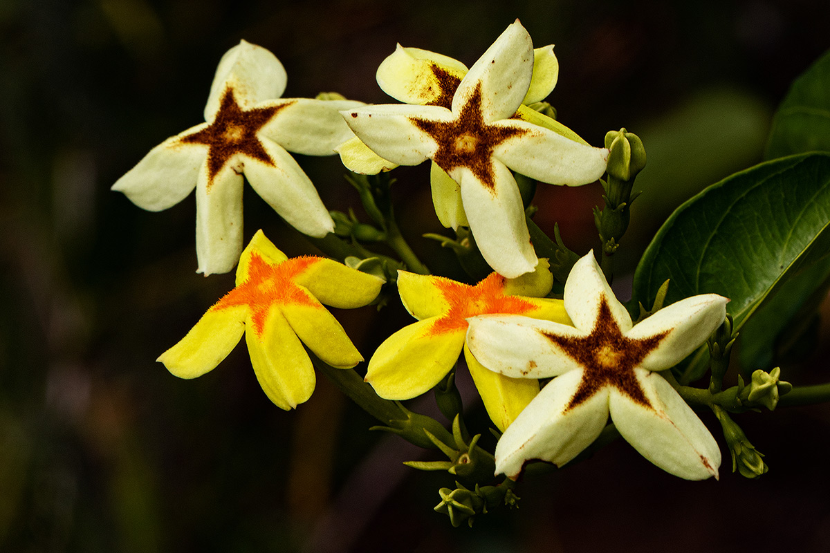 Mussaenda arcuata Mussaenda arcuata