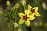 Mussaenda arcuata