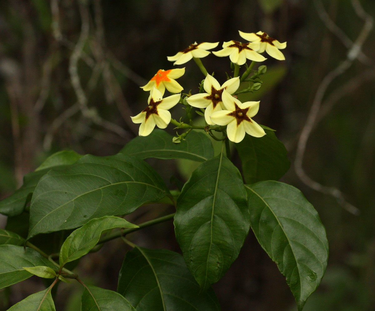 Mussaenda arcuata Mussaenda arcuata