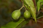 Mussaenda arcuata