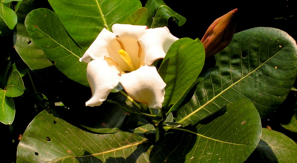 Gardenia imperialis subsp. imperialis Gardenia imperialis subsp. imperialis