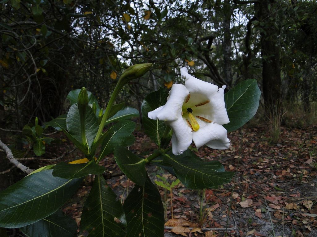 Gardenia imperialis subsp. imperialis Gardenia imperialis subsp. imperialis