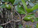 Gardenia imperialis subsp. imperialis
