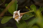 Gardenia imperialis subsp. imperialis
