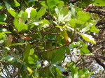 Gardenia imperialis subsp. imperialis