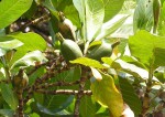 Gardenia imperialis subsp. imperialis