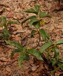 Vangueria fulgida