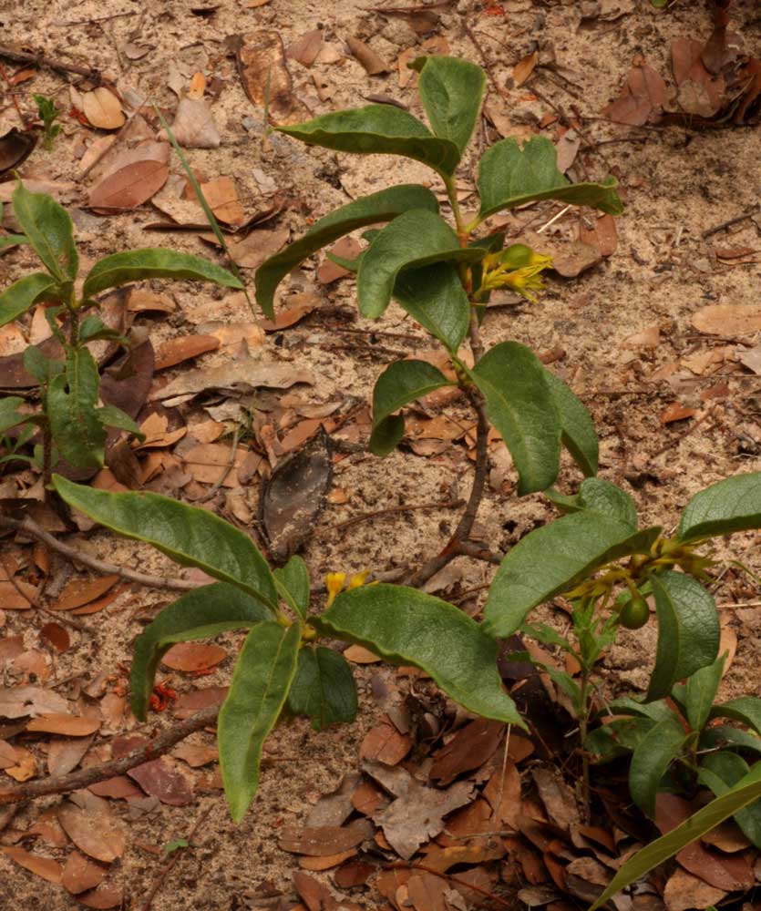 Vangueria fulgida Vangueria fulgida