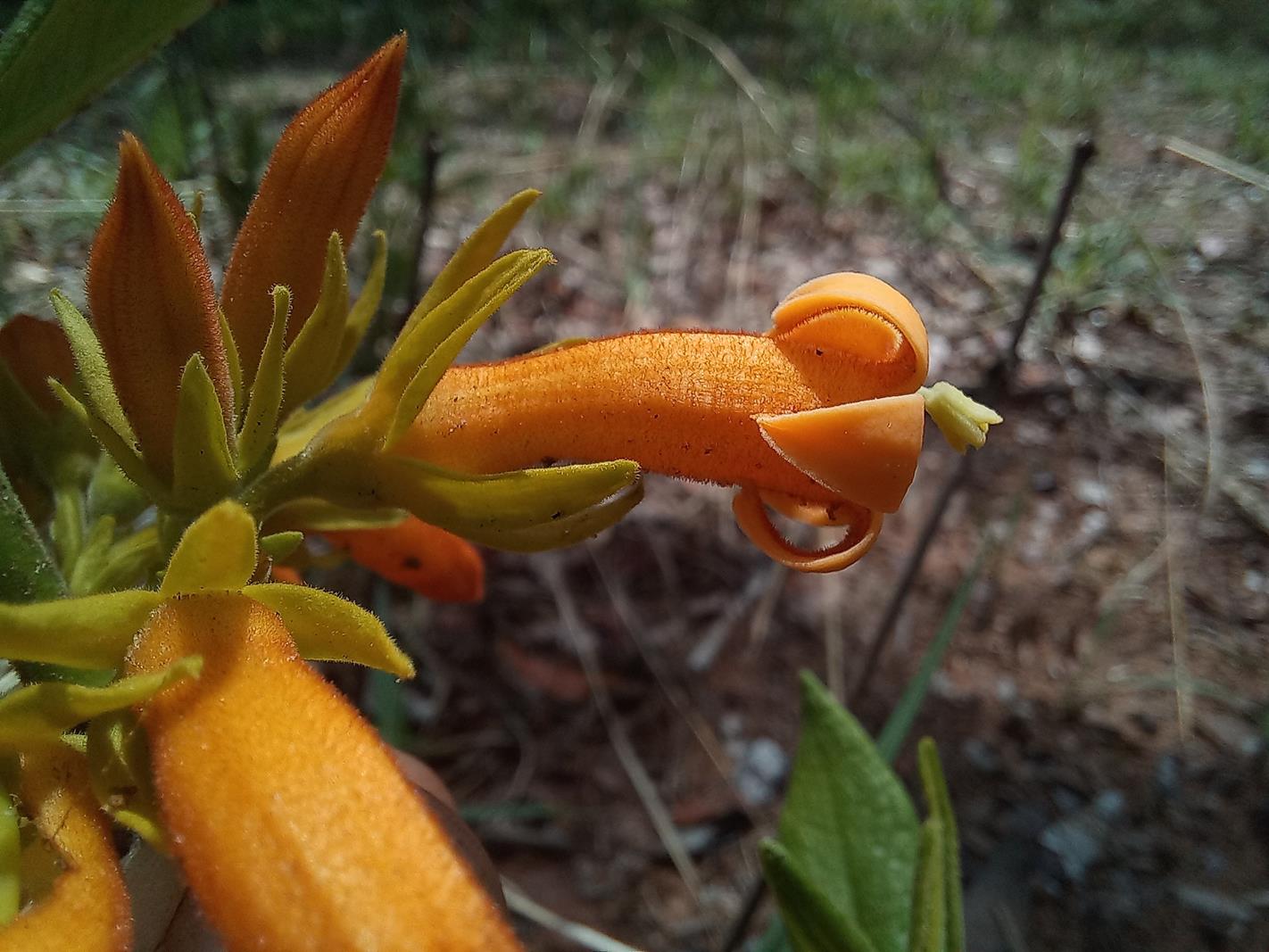 Vangueria fulgida Vangueria fulgida