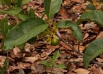Vangueria fulgida