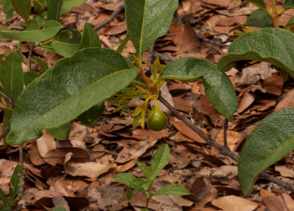 Vangueria fulgida