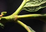 Vangueria fulgida