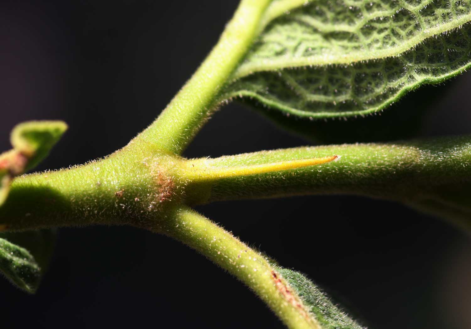 Vangueria fulgida