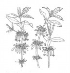 Vangueria fulgida
