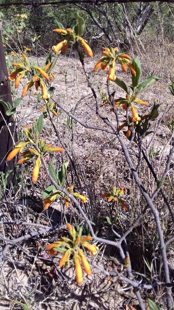Vangueria fulgida