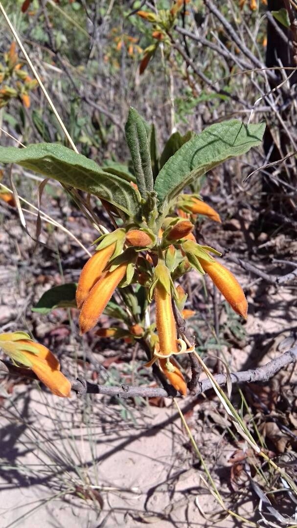 Vangueria fulgida Vangueria fulgida