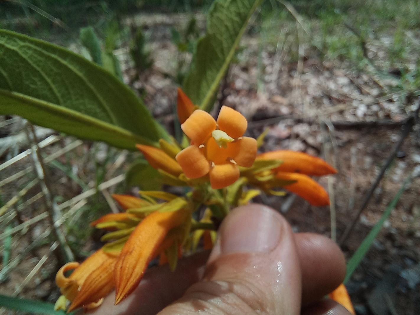 Vangueria fulgida Vangueria fulgida