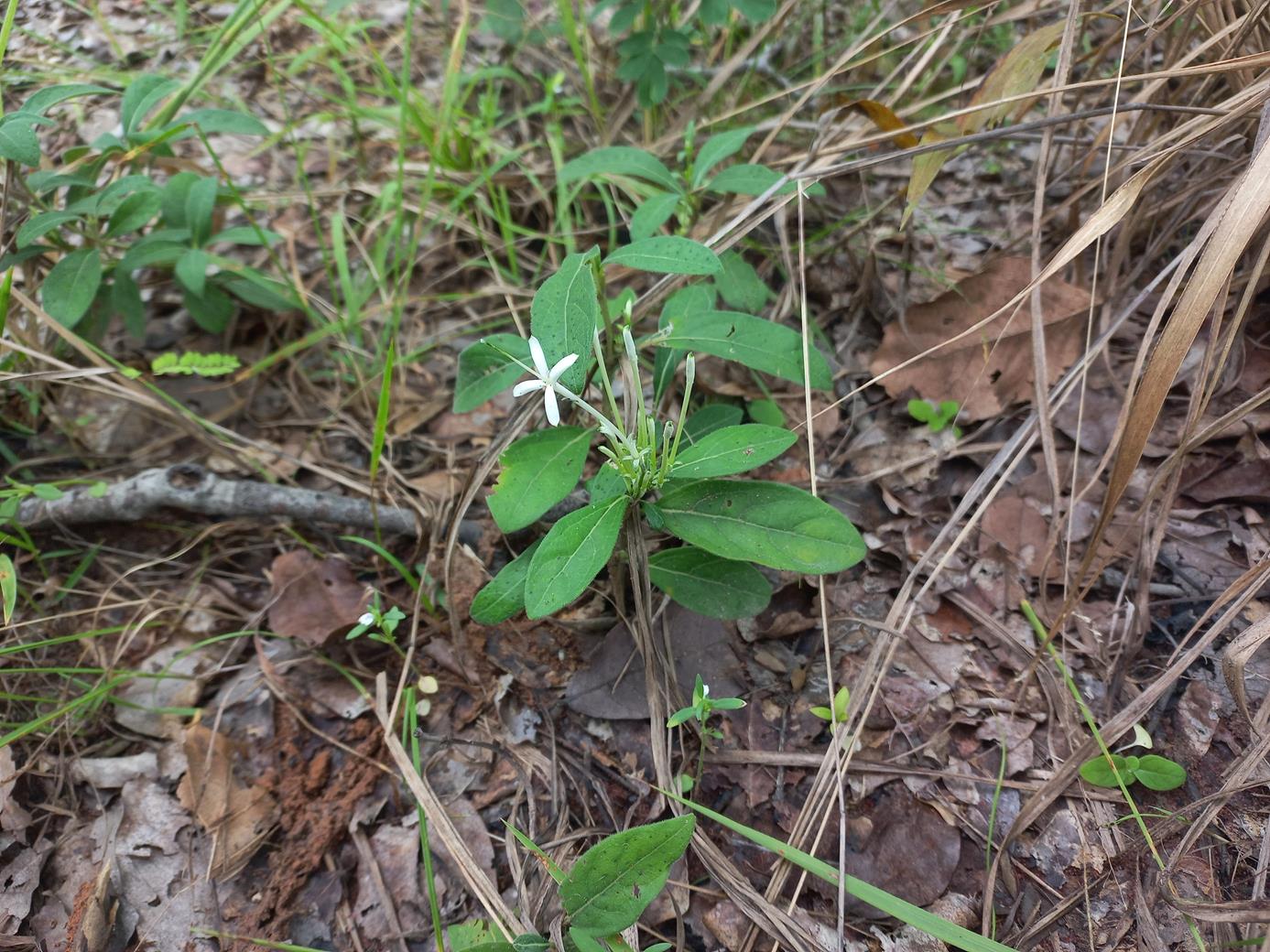 Pavetta radicans Pavetta radicans