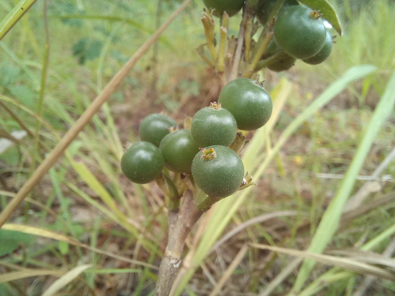 Pavetta radicans Pavetta radicans