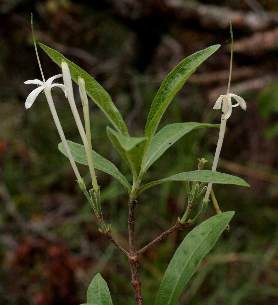 Pavetta radicans Pavetta radicans