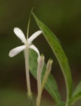 Pavetta radicans