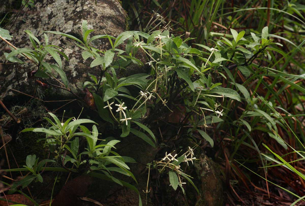 Pavetta radicans Pavetta radicans