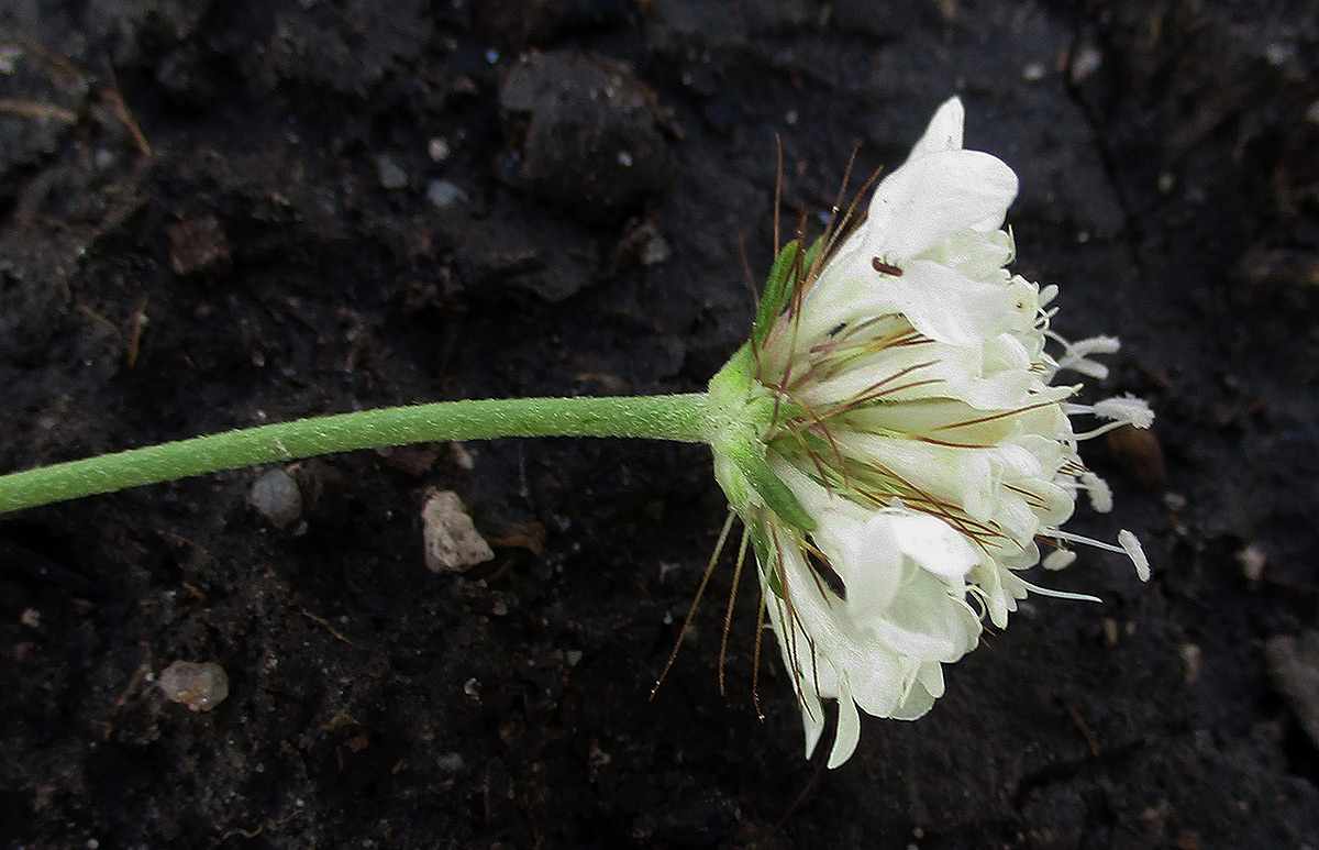 Scabiosa columbaria Scabiosa columbaria