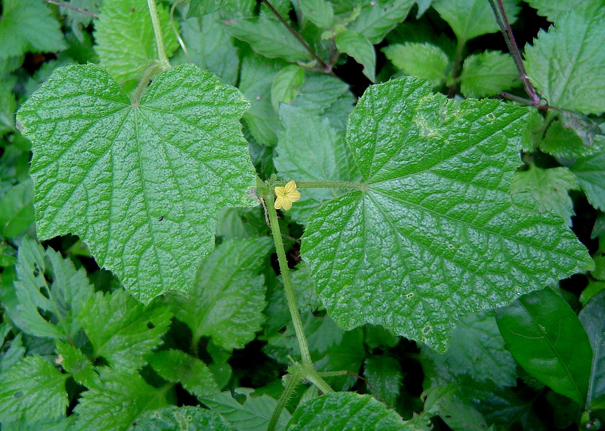 Oreosyce africana Oreosyce africana