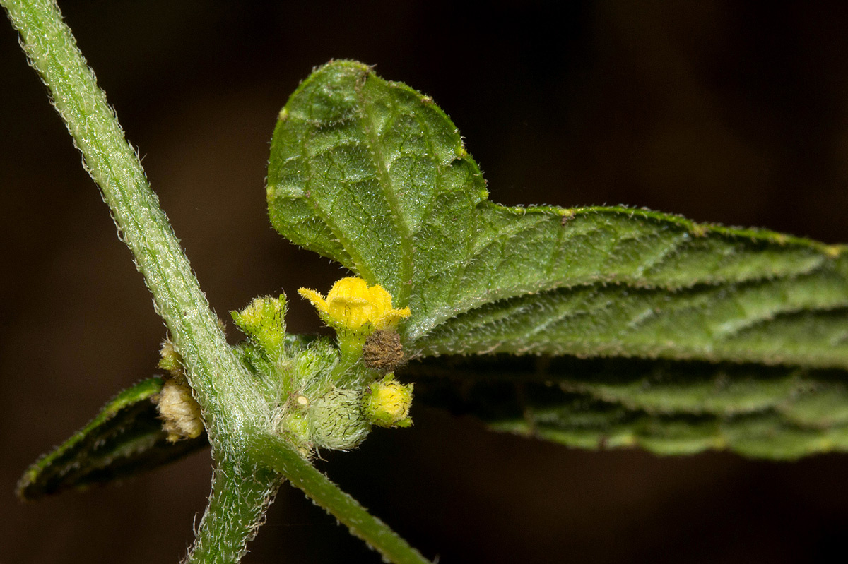 Cucumis maderaspatanus Cucumis maderaspatanus