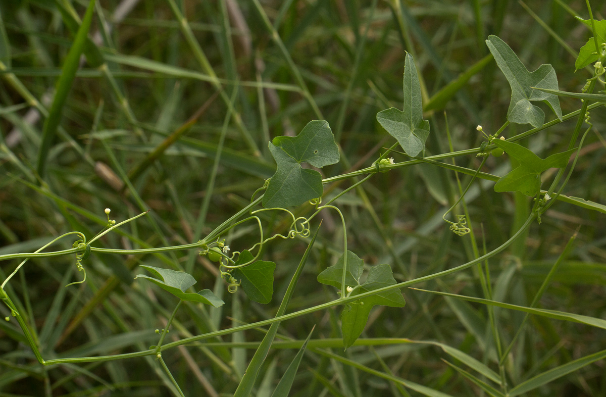 Zehneria marlothii Zehneria marlothii