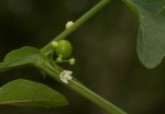Zehneria marlothii