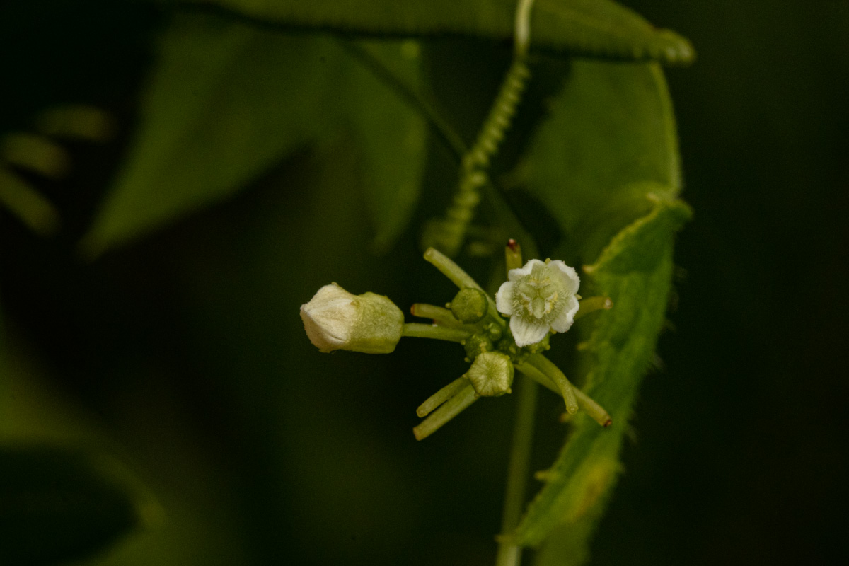 Zehneria minutiflora Zehneria minutiflora