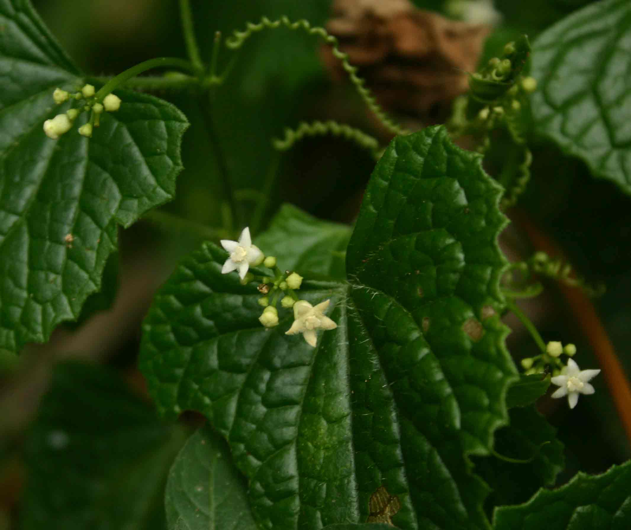Zehneria scabra subsp. scabra Zehneria scabra subsp. scabra