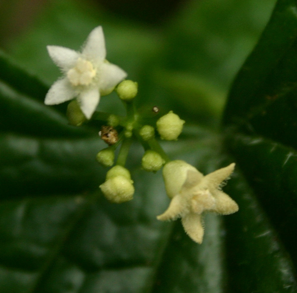 Zehneria scabra subsp. scabra Zehneria scabra subsp. scabra