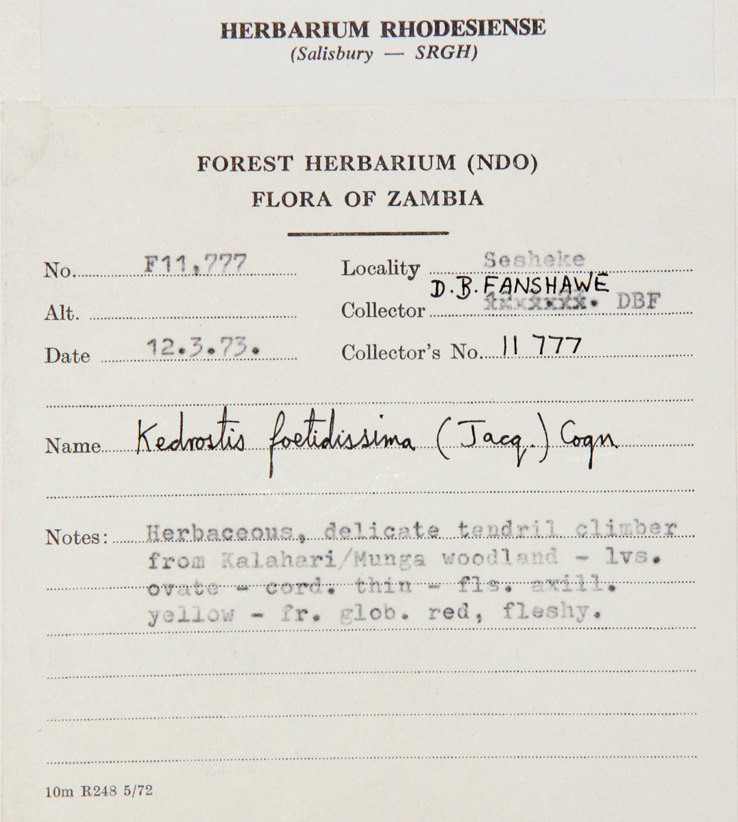 Kedrostis foetidissima Kedrostis foetidissima