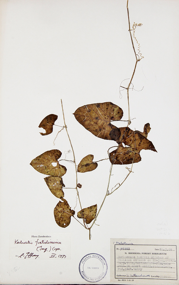 Kedrostis foetidissima Kedrostis foetidissima