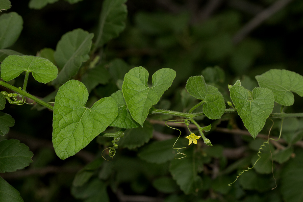 Kedrostis foetidissima Kedrostis foetidissima