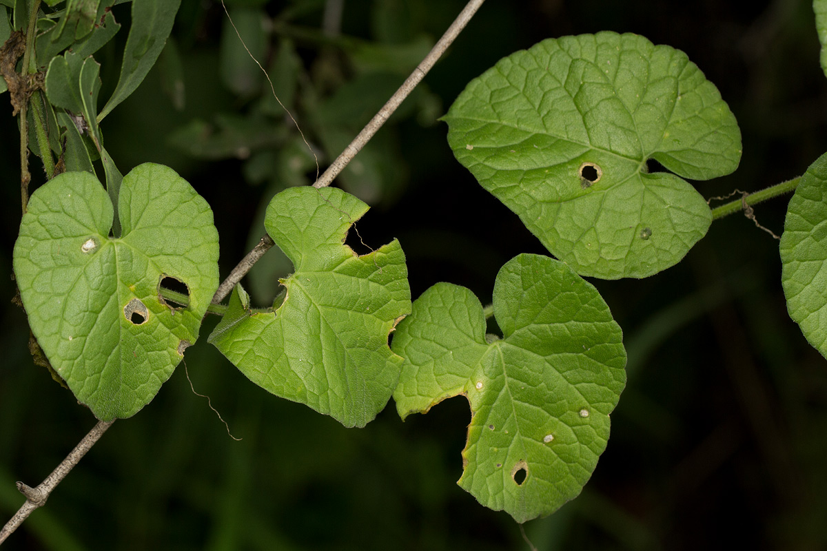 Kedrostis foetidissima Kedrostis foetidissima
