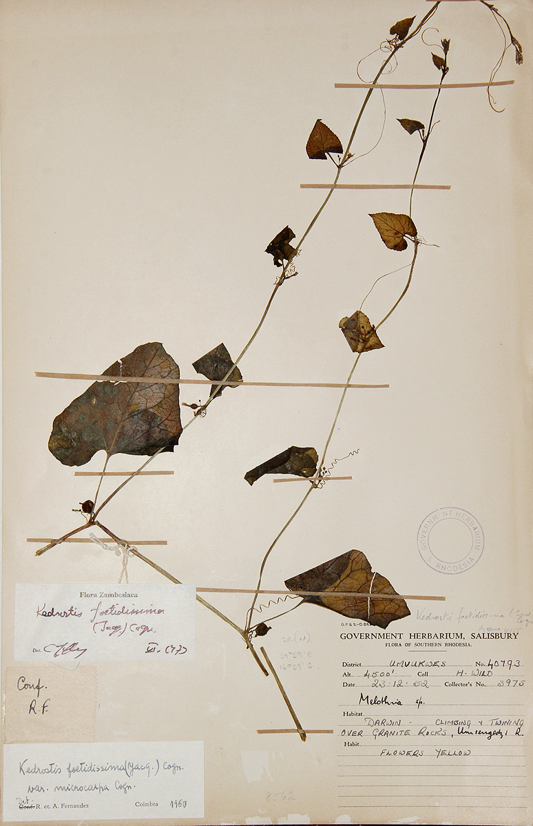 Kedrostis foetidissima Kedrostis foetidissima