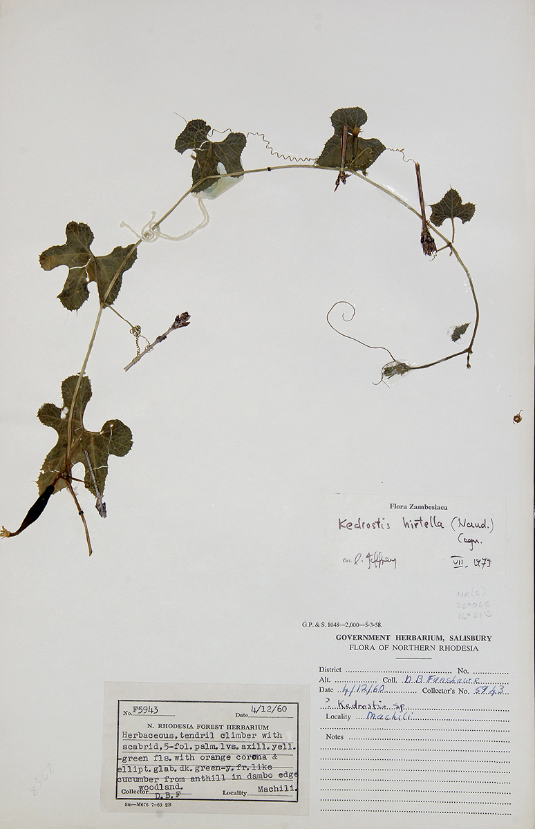 Kedrostis leloja Kedrostis leloja