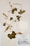 Kedrostis leloja