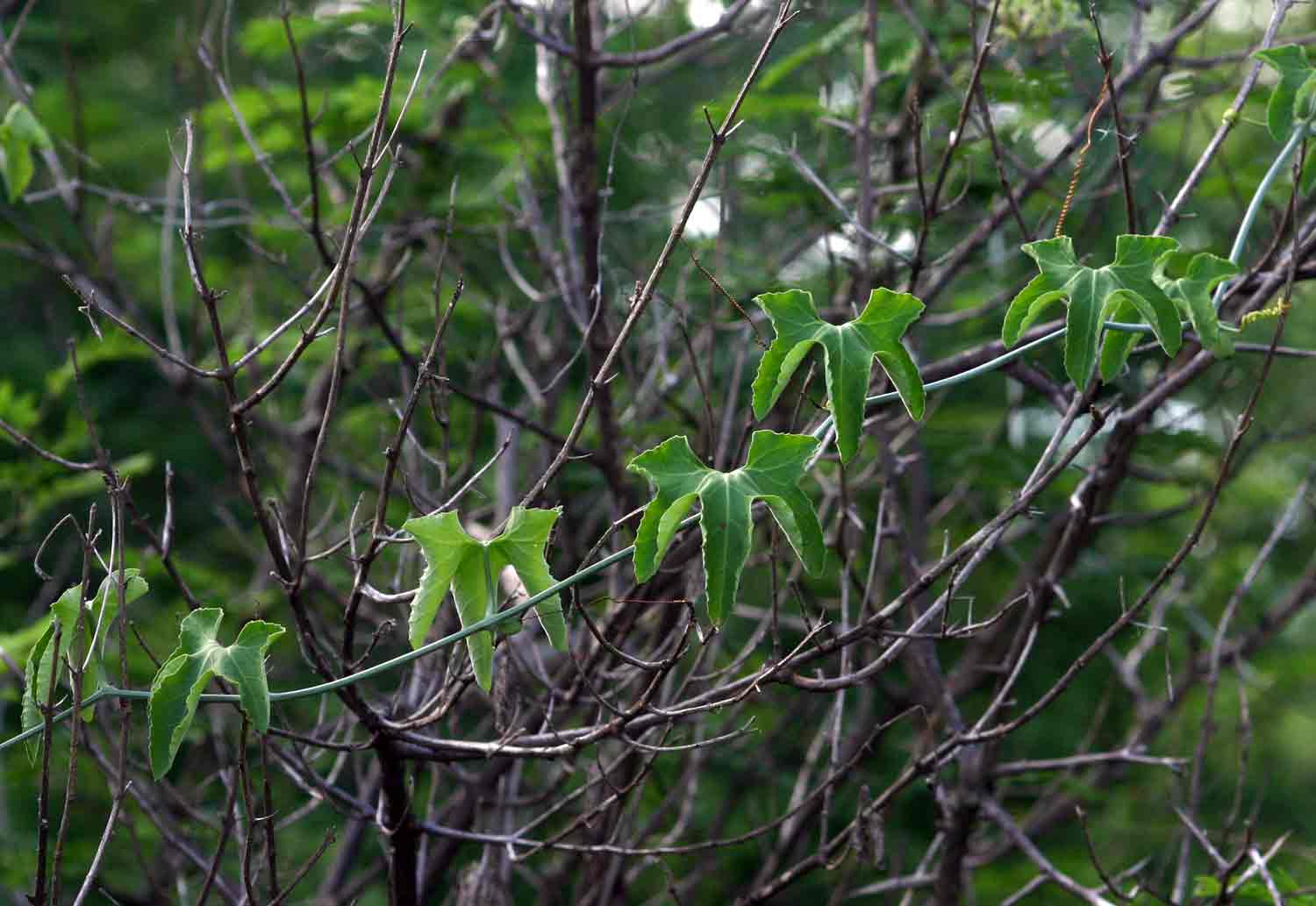 Corallocarpus bainesii Corallocarpus bainesii