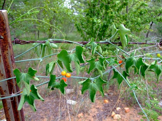 Corallocarpus bainesii Corallocarpus bainesii