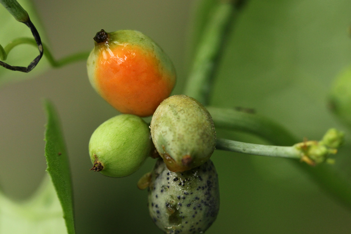 Corallocarpus bainesii Corallocarpus bainesii